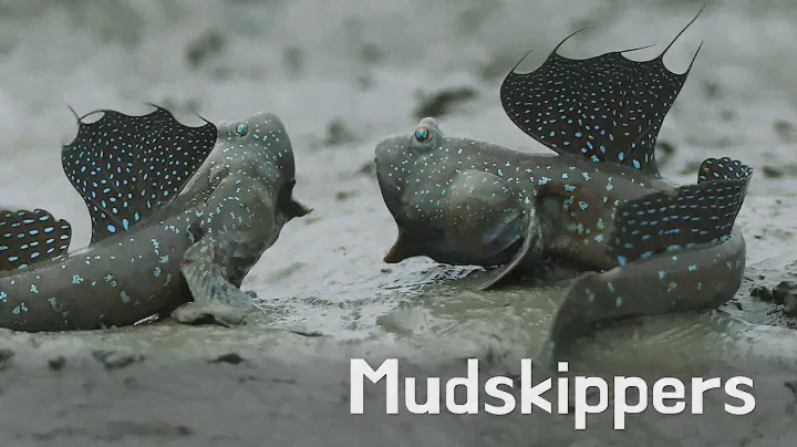 [Hidden Charms of Korea: Sinan] Hop, hop, hop! Mudskippers!