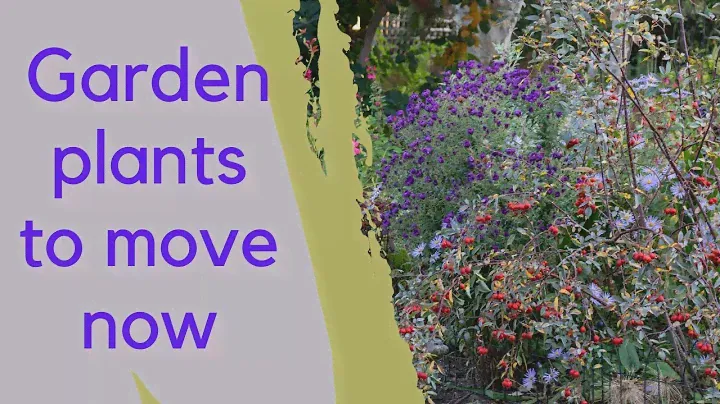 7 Warning Signs That Your Plants are BEGGING to be Moved